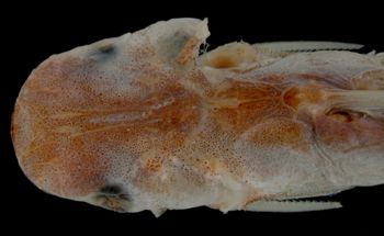 Media type: image; Ichthyology 27270